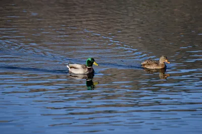 DSC_1160 (Large).JPG